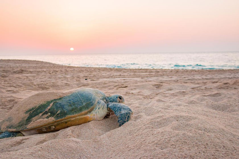 لاک‌پشت‌ها در ساحل جزیره کیش