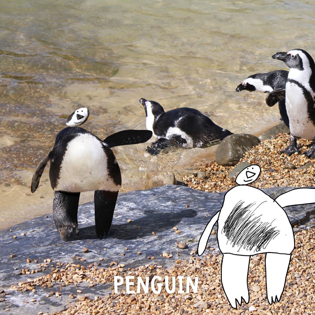 یه پنگوئن دوست داشتنی.