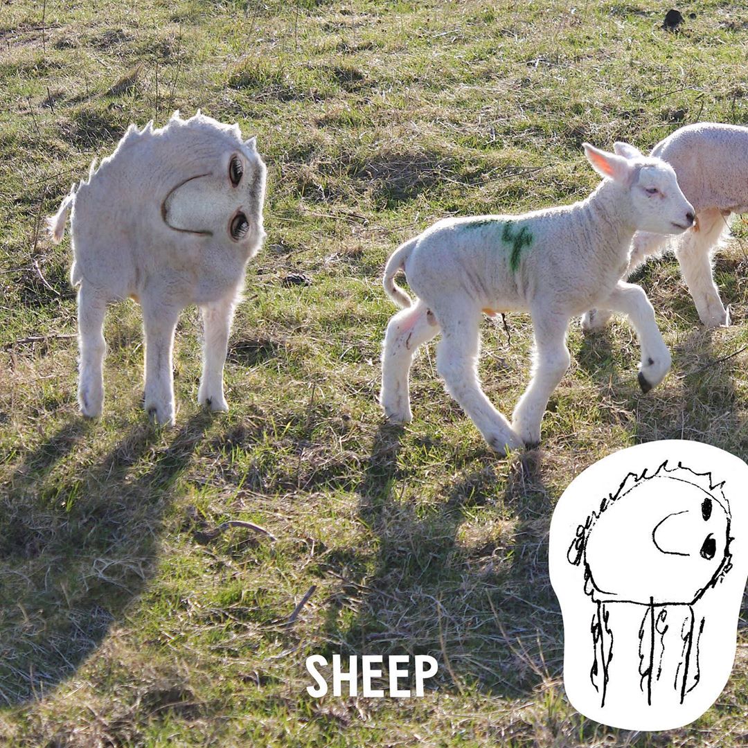 فکر کن قرار بود گوسفندها این شکلی باشن! :)
