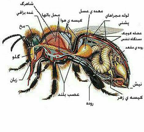 ساختار بدن زنبورها