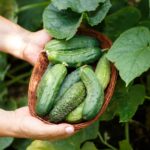 آشنایی با خواص و مضرات خیار