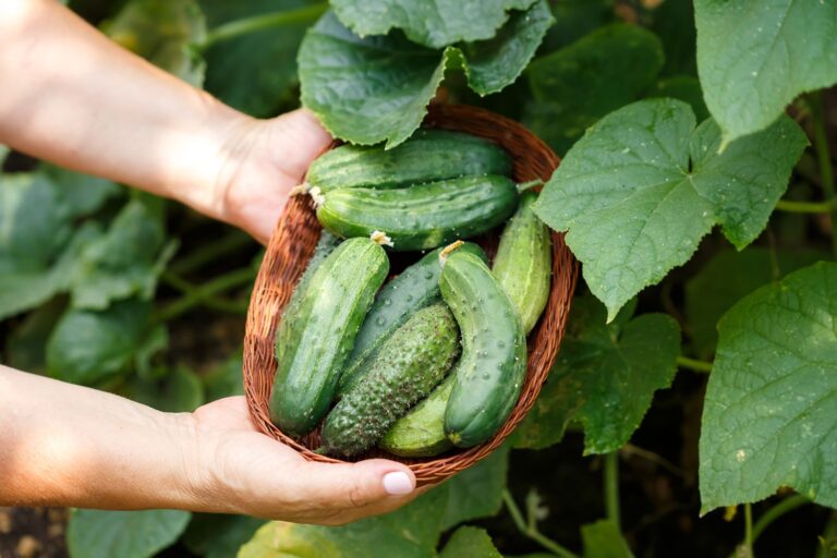 آشنایی با خواص و مضرات خیار